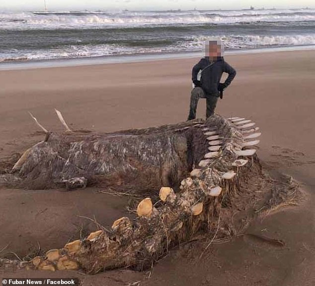 Mysterieus Zee Beest-skelet aangespoeld aan de kust in Schotland en niemand weet wat het is